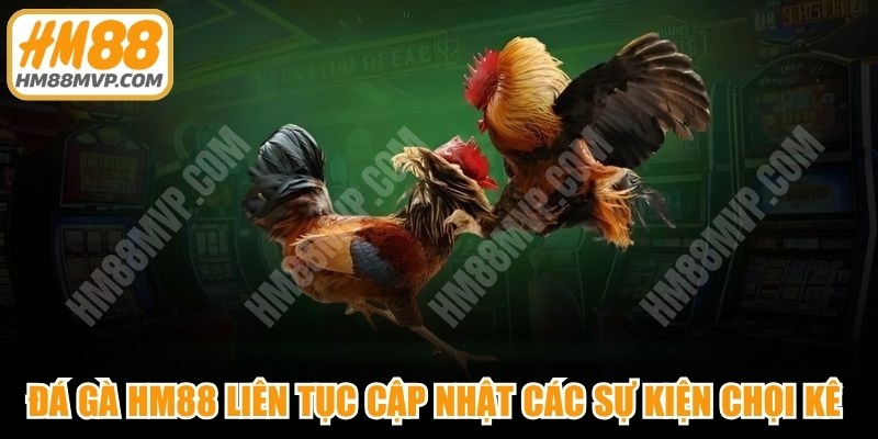 Đá gà HM88 liên tục cập nhật các sự kiện chọi kê bậc nhất