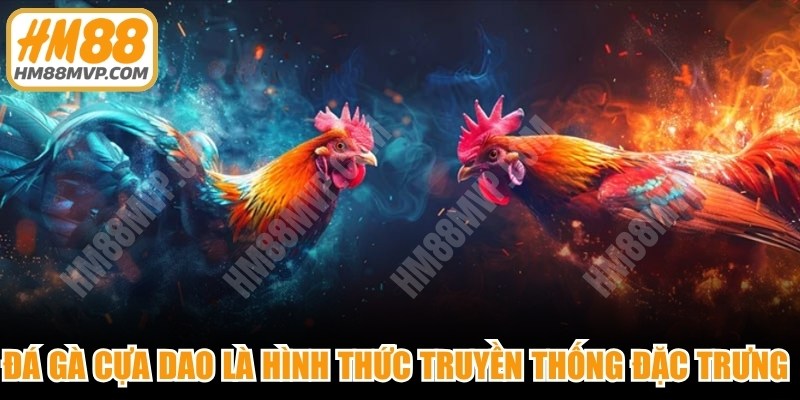 Đá gà cựa dao là hình thức truyền thống đặc trưng được yêu thích